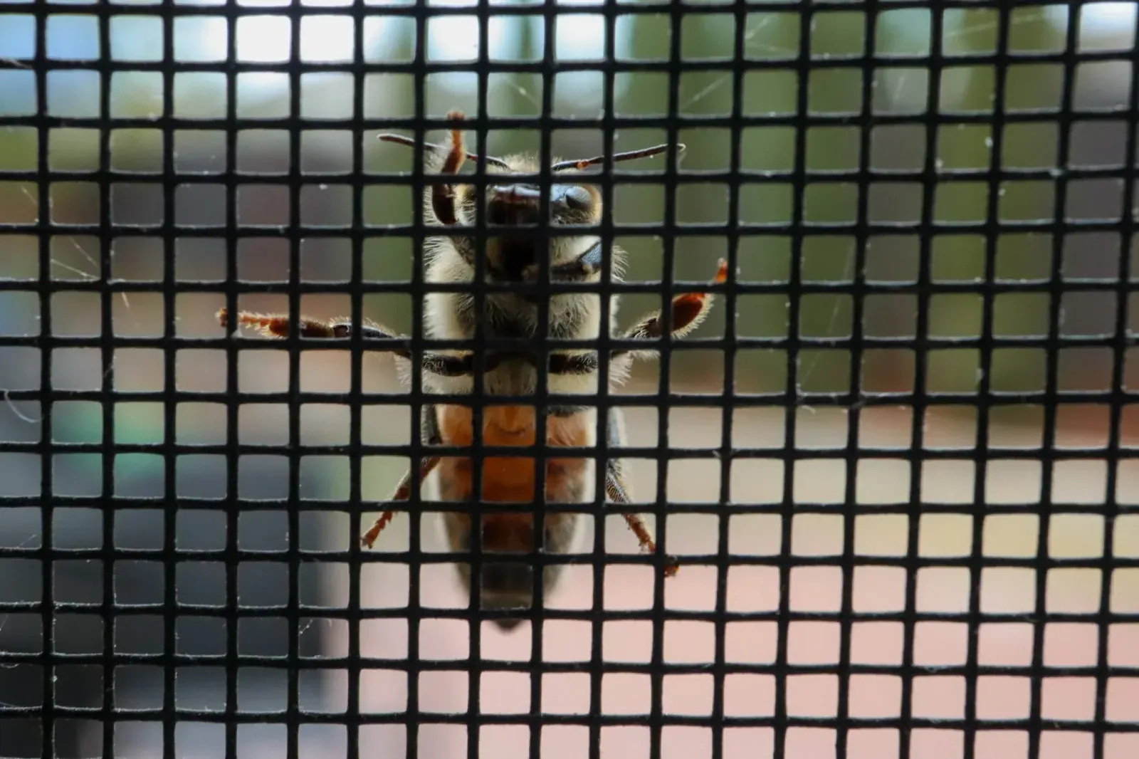 Honeybee resting on the outside of a black insect screen mesh, kept out of the home