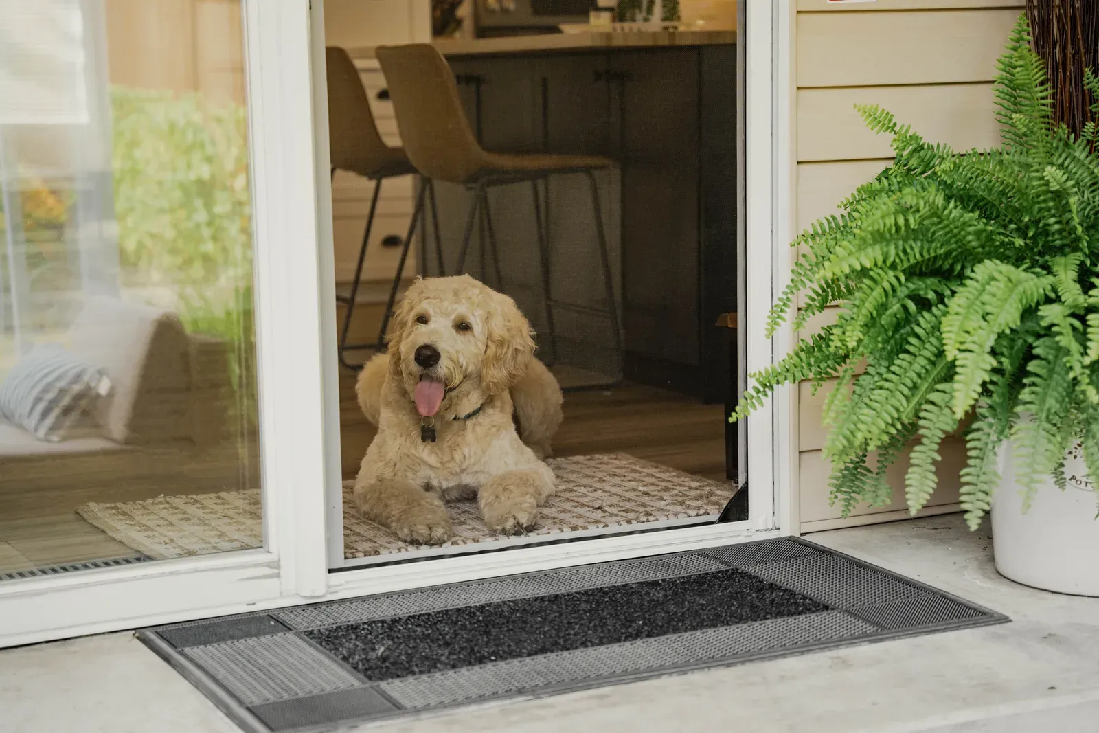 A golden doodle dog lying at an open doorway behind a retractable insect screen