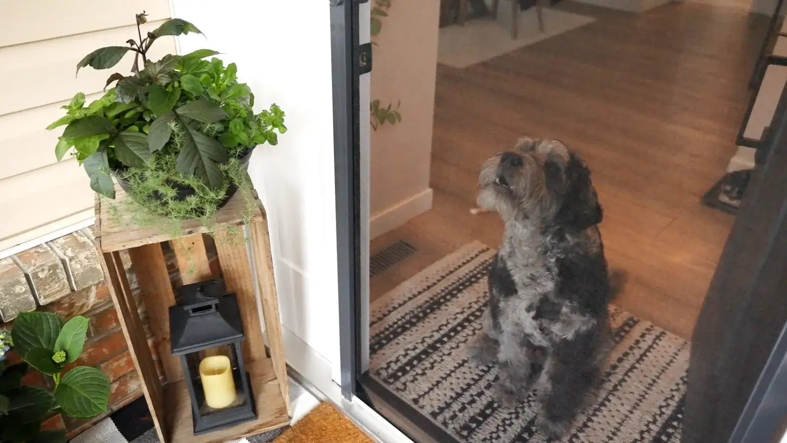 A dog sitting behind a retractable insect screen at an open doorway